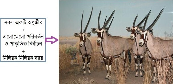 mirakkel4