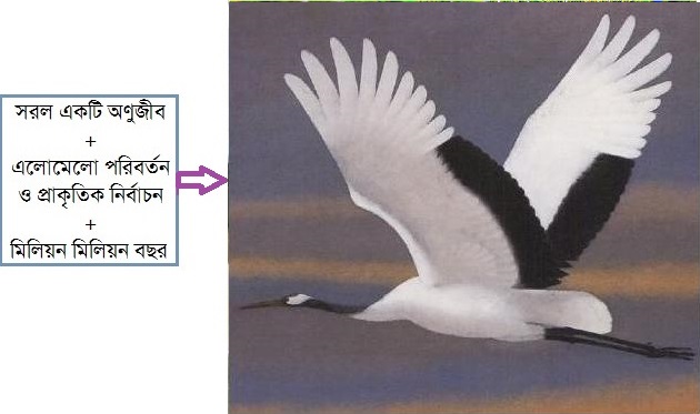 mirakkel9